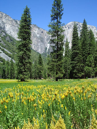 La Flore de Yosemite Valley La Flore de Yosemite Valley